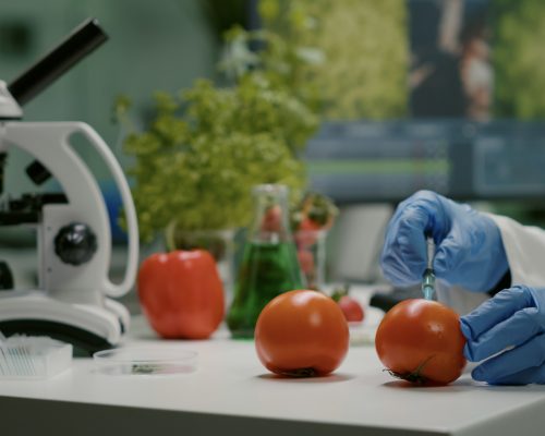 Closeup of chemist scientist injecting organic tomato with pesti